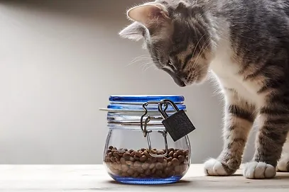 Dietary and nutritional counseling