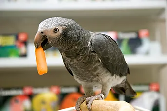 Exotic pet bird medicine